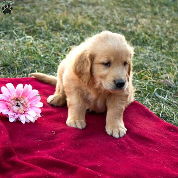 Fletcher, Golden Retriever Puppy